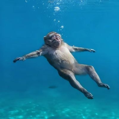 A relaxed ape floating underwater